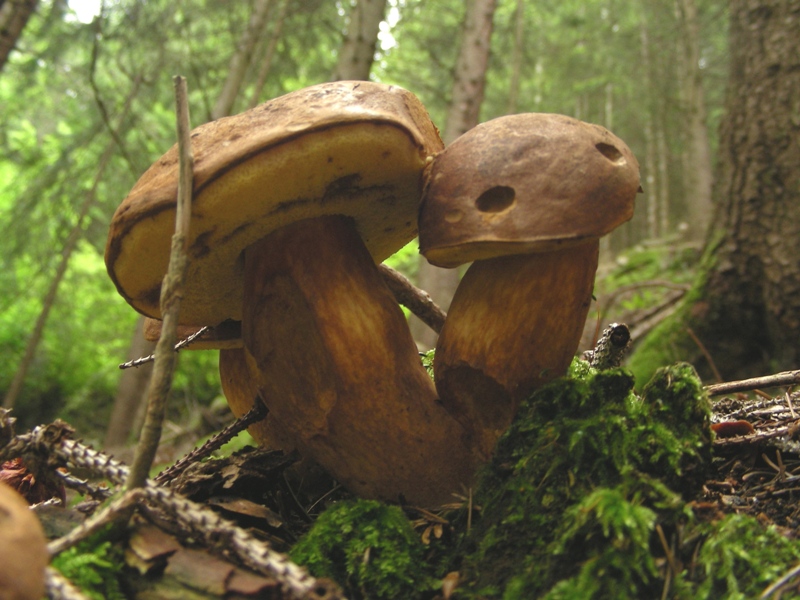 Boleti trentini, chi soffre d''invidia o siccit� non guardi